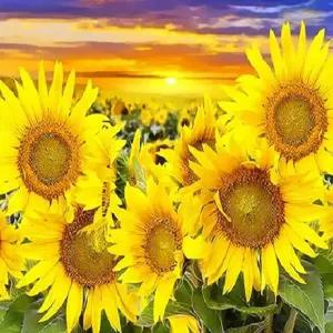 피포페인팅 Q3263 태백 해바라기꽃밭 DIY명화그리기