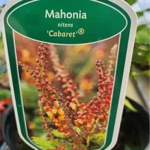 뿔남천 봄꽃 상록 관엽 열매식물 색변화식물 정원 공원조경 B02