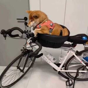 자전거 강아지 안장 바구니 튜브 산악자전거 보관 의자 고양이 배달가방 수하물 알루미늄
