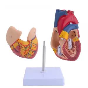 교육용 강아지심장 해부학 모형 동물병원 표본 학습자료 해부 모델