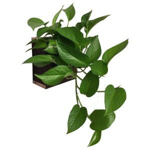 벽걸이 화분 액자 인테리어 고월드 led 식물 우드 장식용 LED화분액자 개업선물