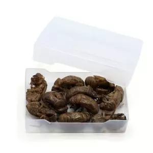 10개입 곤충의한살이 매미 애벌레 허물 불완전탈바꿈