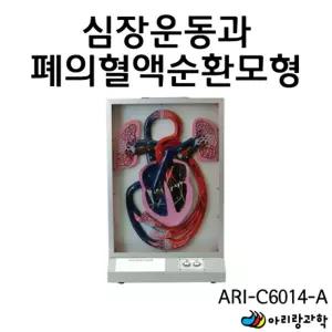 전시용 심장운동 폐의 혈관 혈액순환 입체 관찰 모형