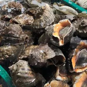 [다농이네]서해안 참소라 1kg (대) 2-4미