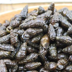 다솔이 생다슬기1kg