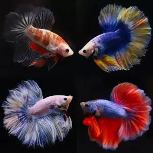 [유리컵에도 키울수있는] 베타 모음집 하프문,플라캇,암컷베타 구피 합사가능