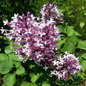 미스김라일락나무 묘목 H30cm 분묘1개