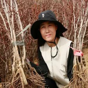 최상의 품종 대추 묘목, 다왕자오  복조대추 2년생 판매중