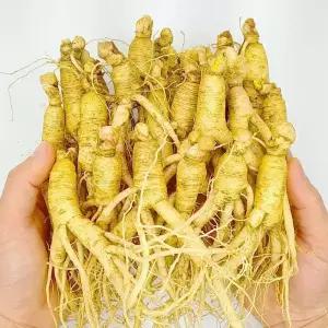 금산인삼 못난이인삼 세척 작은 난발 파삼 600g 25뿌리내외