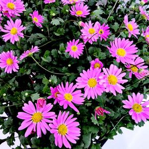 에덴플랜트 이쁜이국화 사계국화 소품 야생화 다년초 노지월동 꽃식물 사계소국