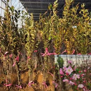 수사해당화나무 묘목 특묘 (접목1년생) 서부해당화 꽃나무 