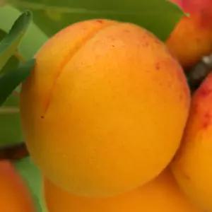 [충북농원] 산형3호 살구나무 결실주 묘목 - 분묘