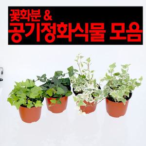 공기정화식물 화분 모음 아이비 스킨답서스 개운죽 율마 알로카시아 올리브나무 아레카야자 파키라음지식물