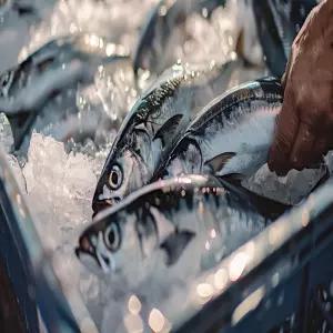 동해안 급냉 생물 통고등어 2kg 3~4미 냉동 강릉수협가공