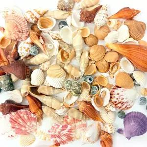 SA 천연 조개껍질 혼합 1.5kg 장식용 어항 꾸미기 재료