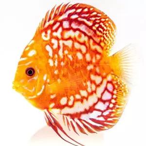 [주니멀열대어][디스커스키우기] 레드체커보드 디스커스 [ 2.8인치 / 8-10cm 내외 ]관상어