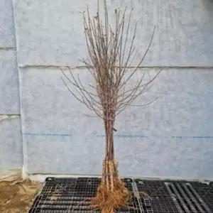 문루즈 사과 나무 묘목 특대묘 속빨간