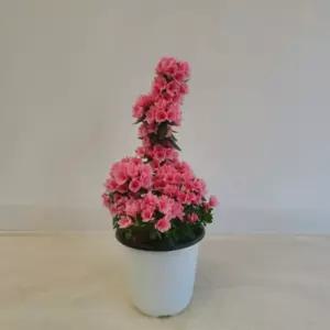 철쭉 나무 영산홍 사철 연산홍 묘목 울타리