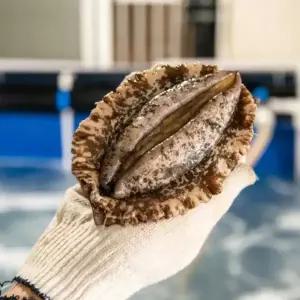 [품질보장] 완도 활전복 6-7미 1kg 살아서도착 +손질도구 선물포장 부직포