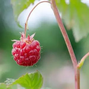 산딸기나무 산딸기묘목 왕산딸기 2년생 유실수 약용수 조경수 꽃나무(TB)