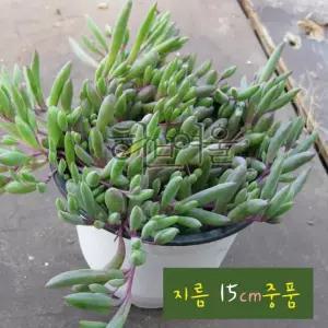 [다육] 루비목걸이(루비 네크리스 Ruby Necklace) 지름 15cm 중품화분