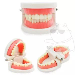 펀코 치아모형 교육용 이빨 해부 실습용 치과