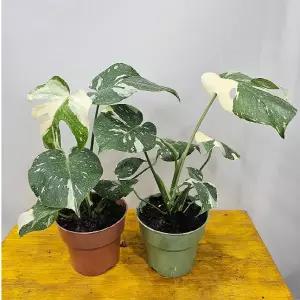 무늬몬스테라(중품) 무늬종 (신비의나무) 번식짱 높이30~45CM 1개