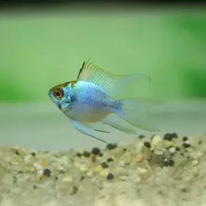 열대어 A급 일렉트릭 블루볼 라미네지 3cm내외 1마리 인기 어종