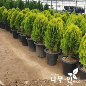 [나무인]황금측백 키50cm