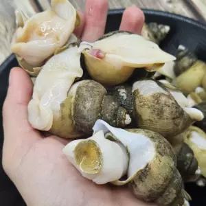 동해안 활 골뱅이 흑고동 3kg