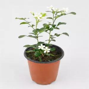 오렌지자스민 공기정화식물 화분 꽃 자스민 나무