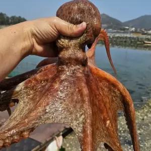 국내산 여수 생물 돌문어 1kg 1-3미