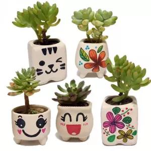 다육 식물 꾸미기 만들기 다육식물 식물 화분 화분꾸미기 만들기대장 봄