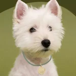 강아지 원형 팬던트 인식표 면목걸이 XL 1P 네임텍 ooU4+5joG