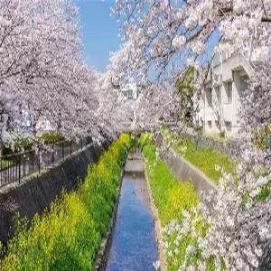 규슈 3일 #별빛가득아소온천호텔 #힐링노천탕 #호텔뷔페 #주류무제한 #후쿠오카품격호텔 #라라포트쇼핑몰 #유후인마을