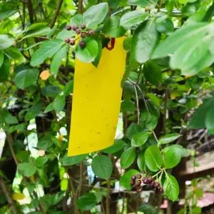 벌레 끈끈이 초파리 스티커 노란 야외 캠핑 트랩 벌레끈끈이트랩