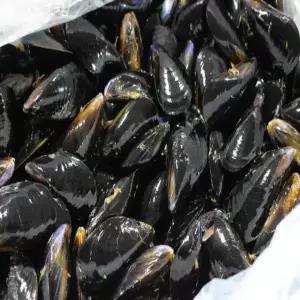 국내산 통영 활 다듬이 홍합 4kg+1kg 당일채취 최상급