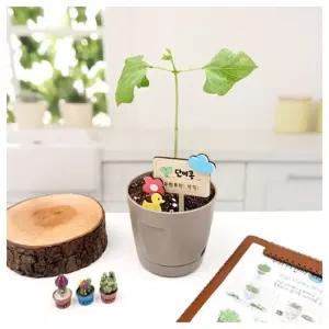 창의체험- 국산 강낭콩 키우기 1인용 실습교구
