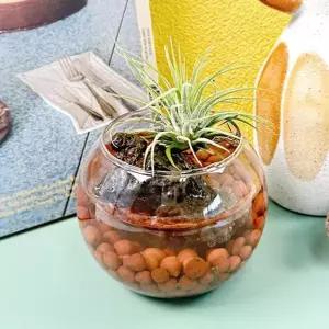 내 책상위의 식물 이오난사 황토볼 천연 가습기만들기