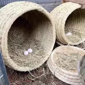 닭둥지 전란틀 산란통 분양 산란장 부화기 알집