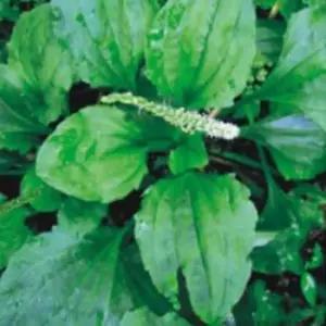 질경이 차전자 나물 종자 산야초 씨앗 600g