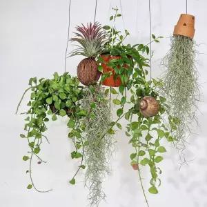 디시디아 아시난데스 행잉식물 틸란드시아 코코넛야자