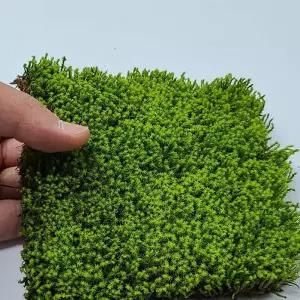 서리이끼 양지 식물 이끼 분경 석부작 넝쿨 덩쿨