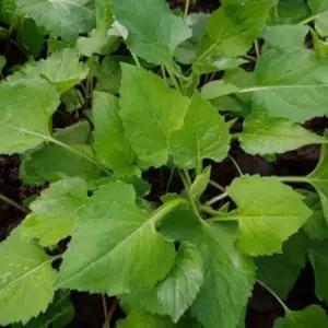 취나물 식물 산 나물 씨앗 품종 종자 6000립 야채류 채소류 곤드레종자 씨앗판매 종묘사