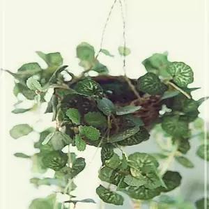 초록색이 돋보이는 하트체인 싱그러운 바구니 더가든 HW07846A