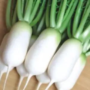 김장 초동 소형 동치미 무 무우 품종 종자 씨앗 20g 종자판매 종묘사 무종류 씨앗판매 채소씨