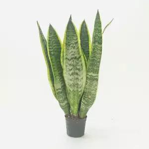 산세베리아 중 실내공기정화식물 집들이선물 산세베리아꽃 산세베리아키우기 공기청정식물