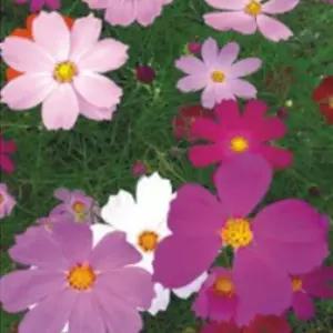 왜성 코스모스품종 야생화 꽃씨 종자 씨앗 2000립 씨앗종자 정원가꾸기 야생화씨앗 종묘사 코스모스씨
