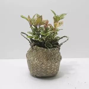 무늬산호수 소 해초바구니 키우기쉬운식물 홈가드닝 산호수 산호수키우기 실내화초 거실화초