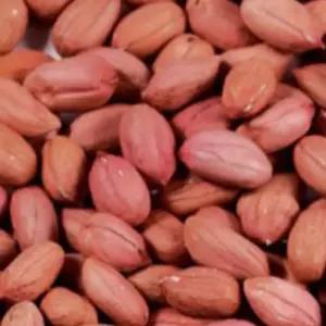 땅콩씨앗 곡물종자 콩류씨 국산땅콩종자 식물씨500g 땅콩종자 열매종자 땅콩씨 종묘사